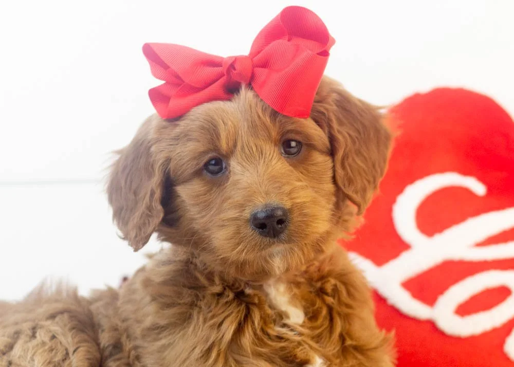 Mckenna goldendoodle for sale(2).jpg