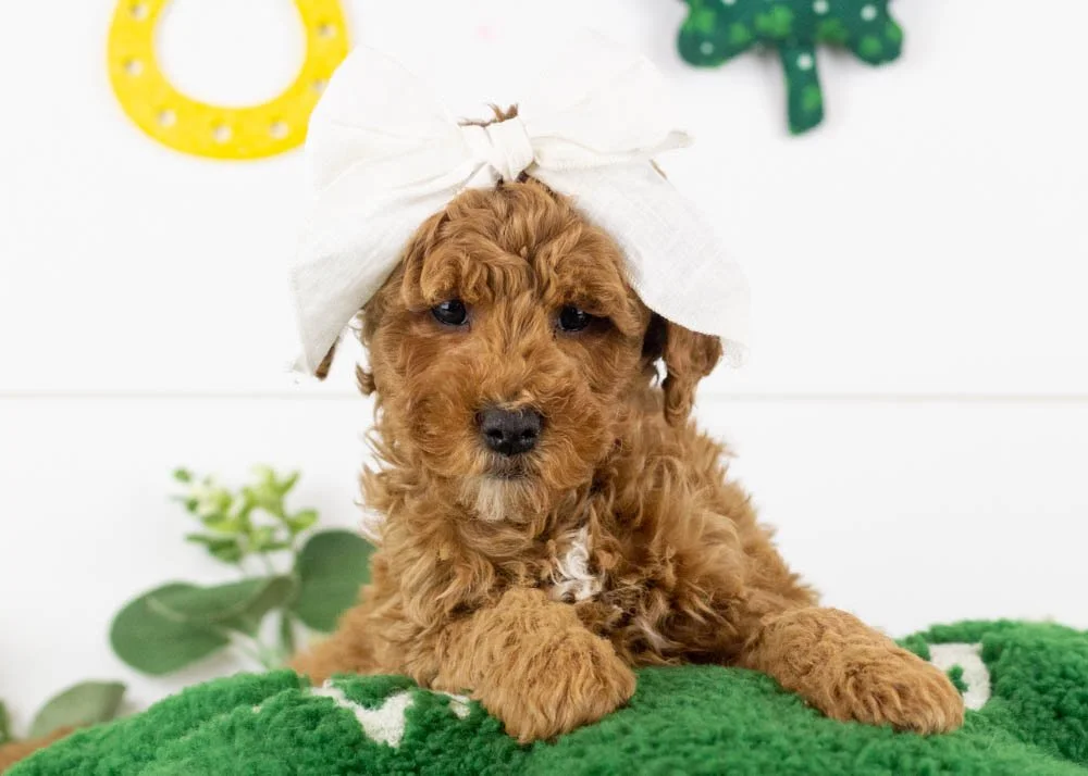 Josiah 1-1-26 Icicle 5. 11 oz-4.jpg