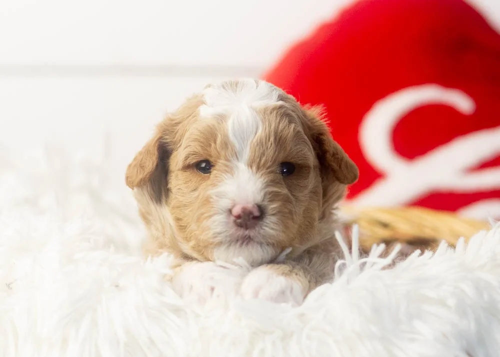 Pascal goldendoodle for sale(1).jpg