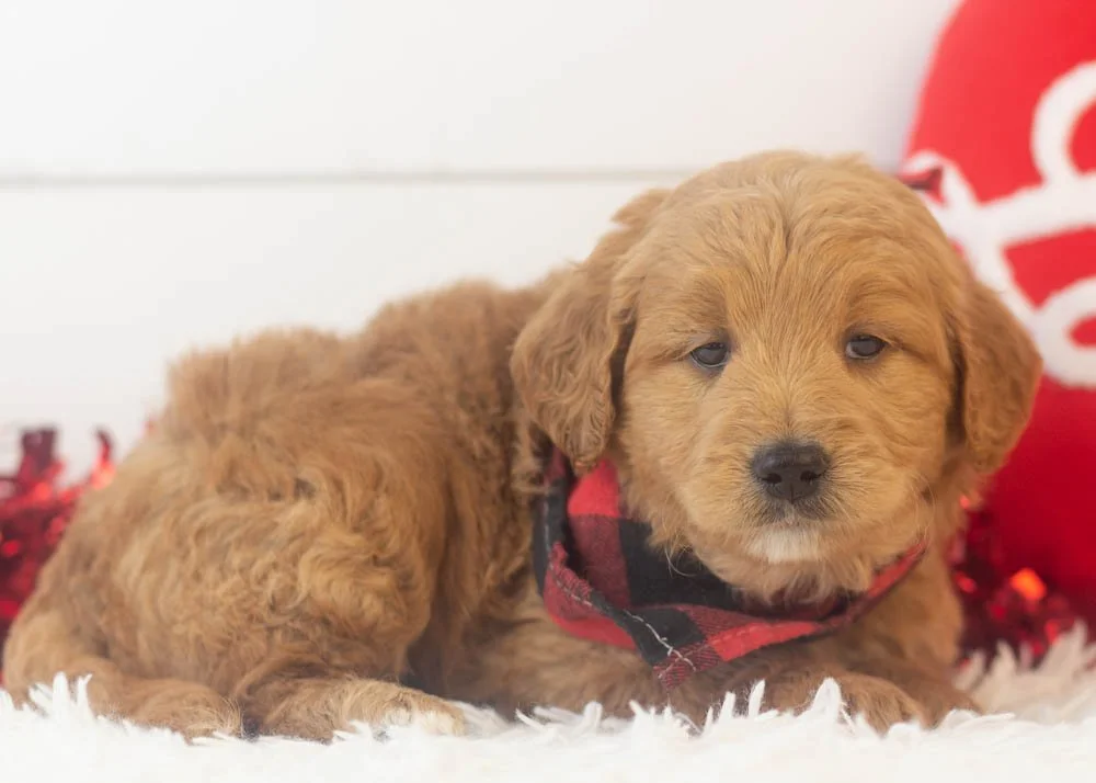 Rolo goldendoodle for sale(2).jpg