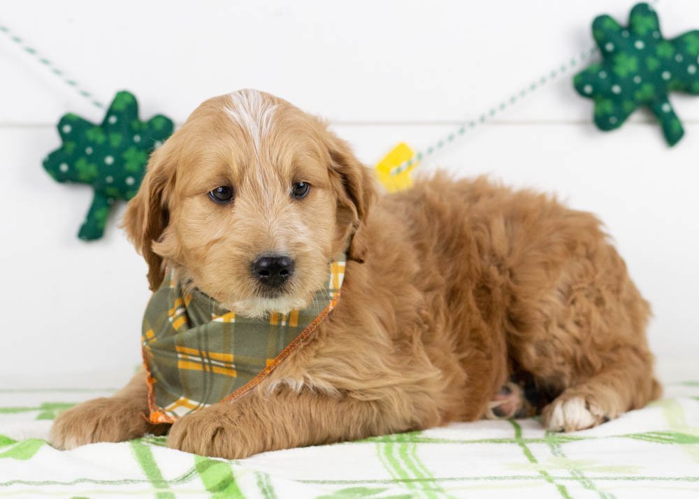 Hershey goldendoodle for sale(2).jpg