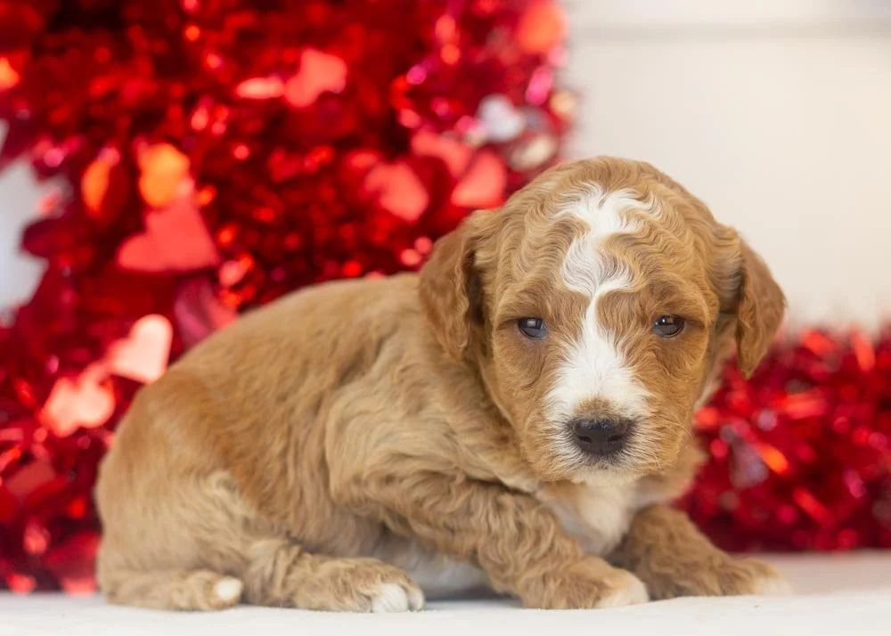 Cupid goldendoodle for sale(2).jpg