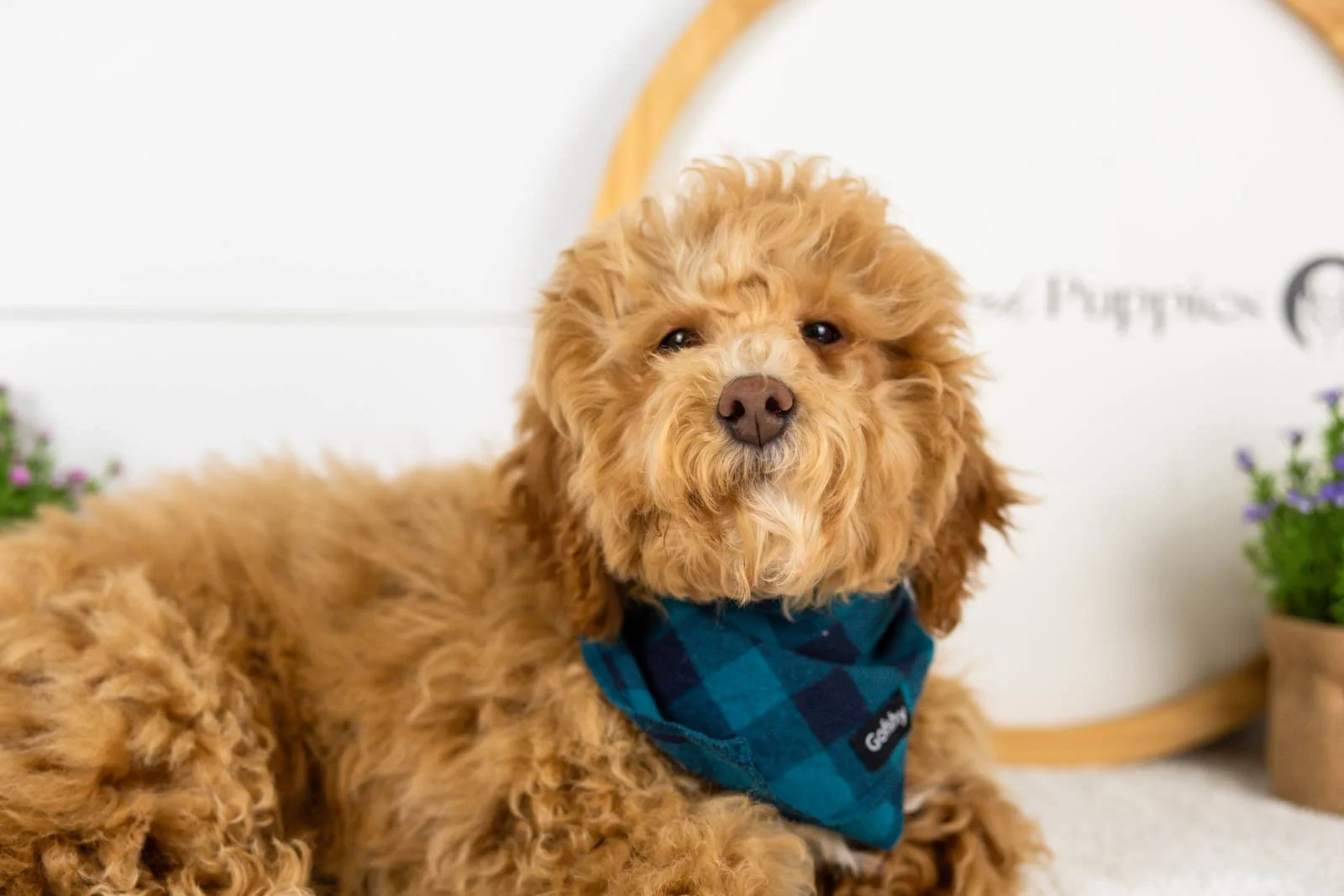 goldendoodle for sale