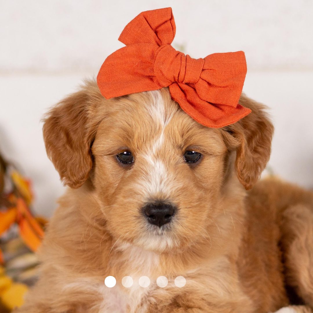 Copy of FBP Design.png