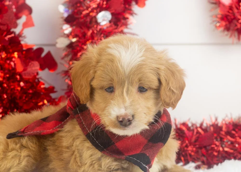 Rhett goldendoodle for sale(2).jpg