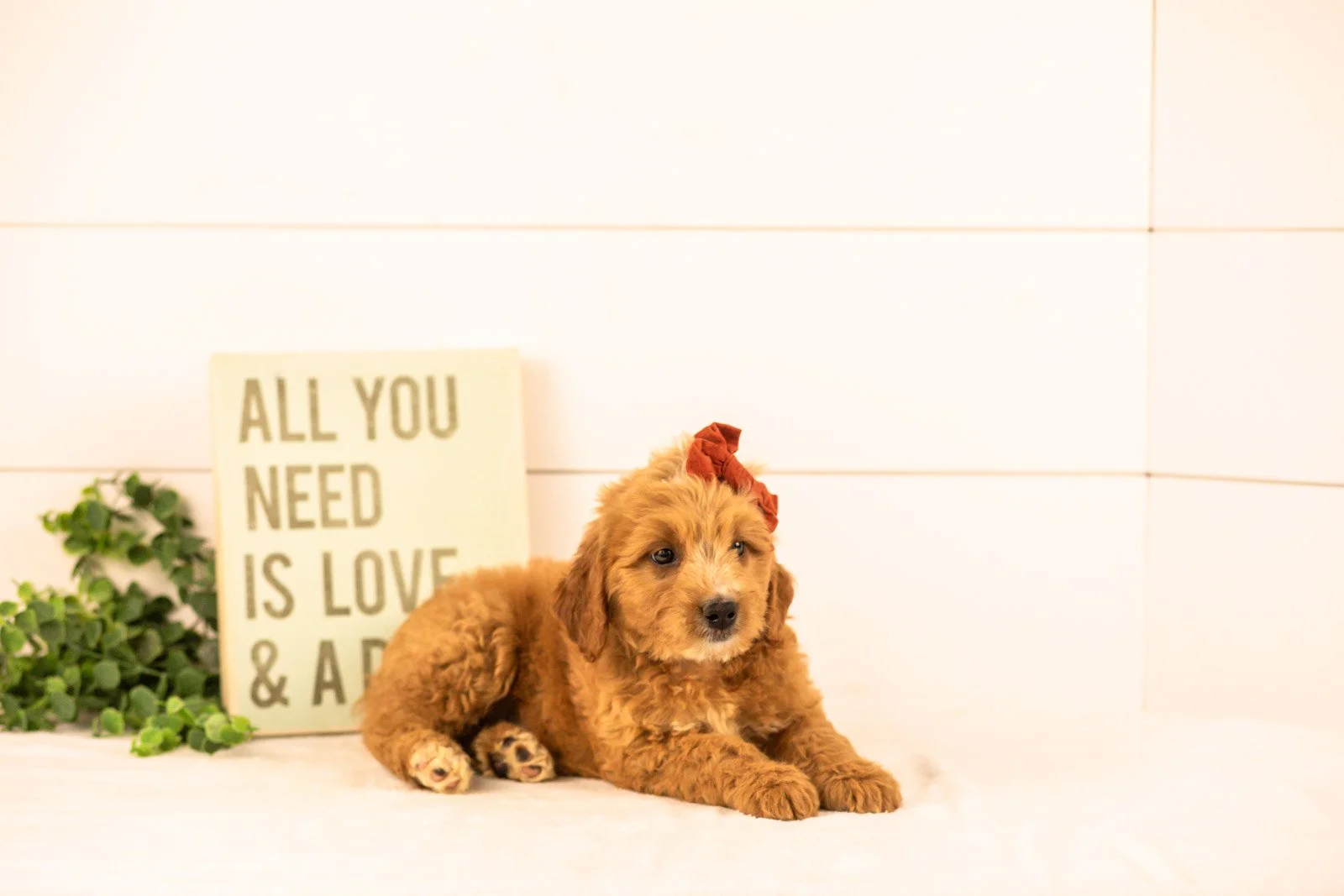 holly goldendoodle for sale(2).jpg