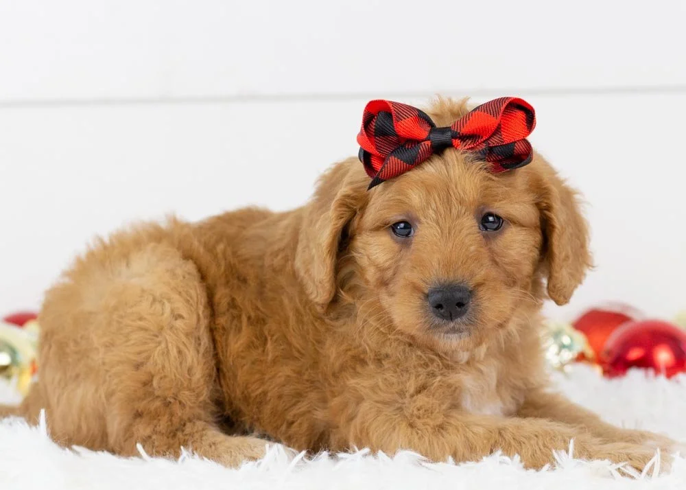 Peanut Goldendoodle for sale(3).jpg