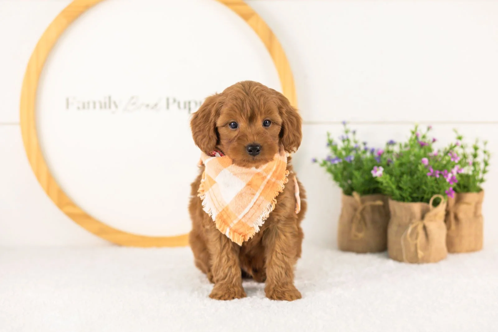 Lance goldendoodle for sale(1).jpg