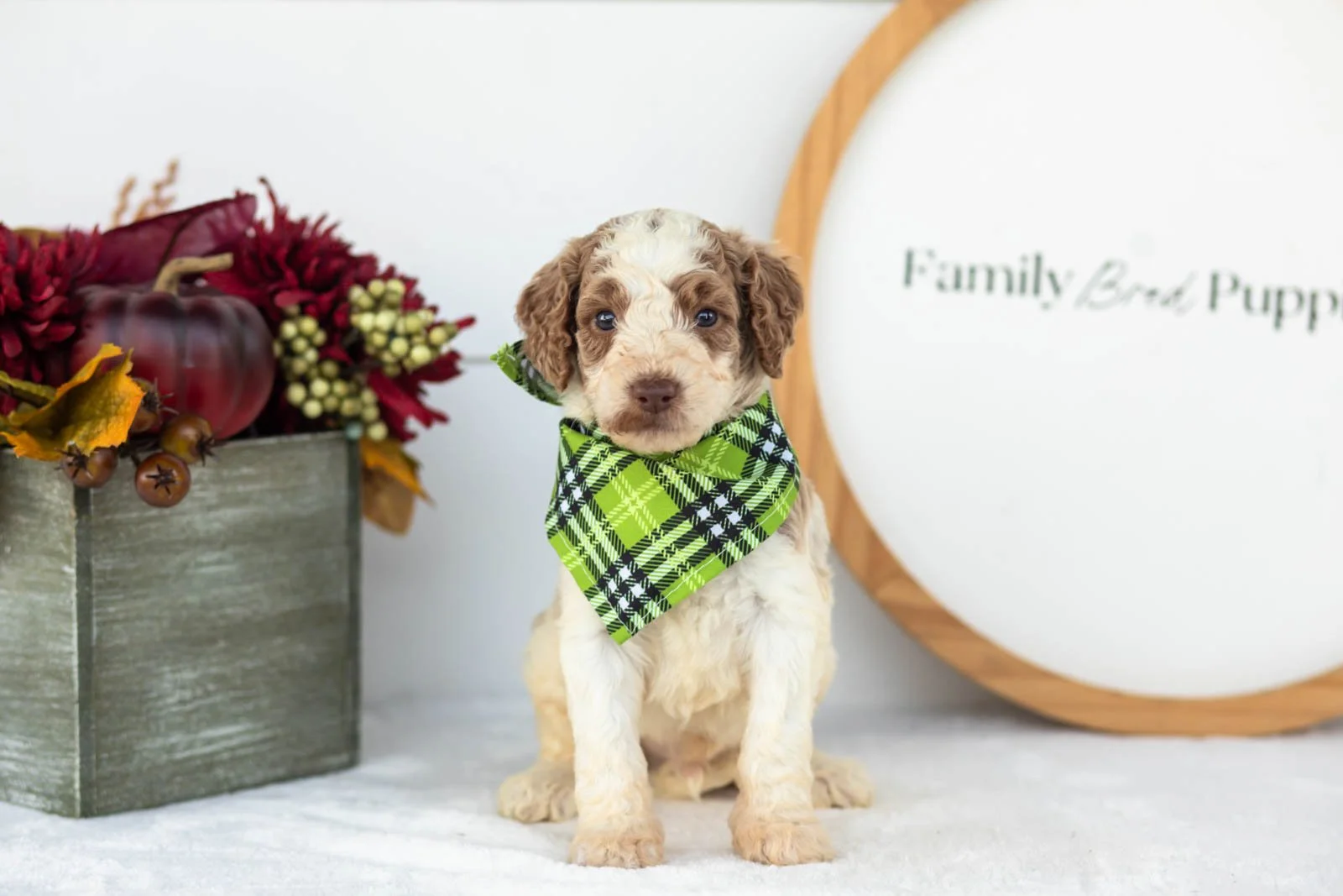 Brooks goldendoodle for sale(3).jpg