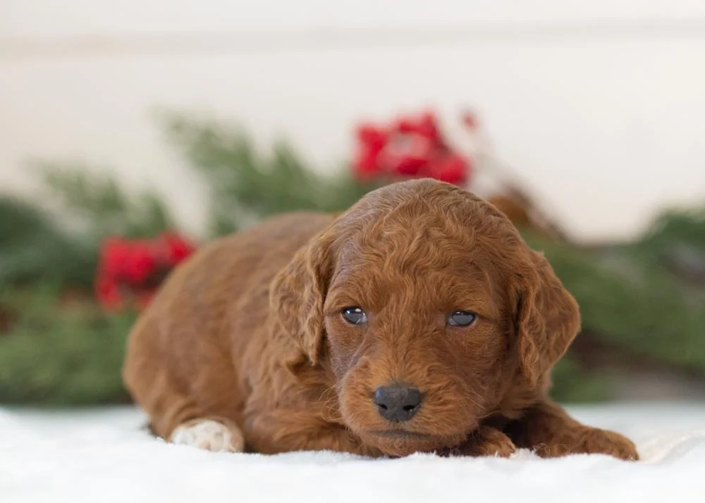 Mrs.Claus goldendoodle for sale(1).jpg