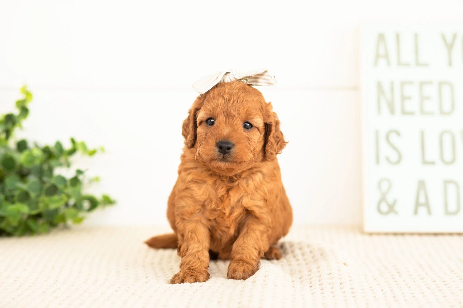Tweed goldendoodle for sale(3).jpg