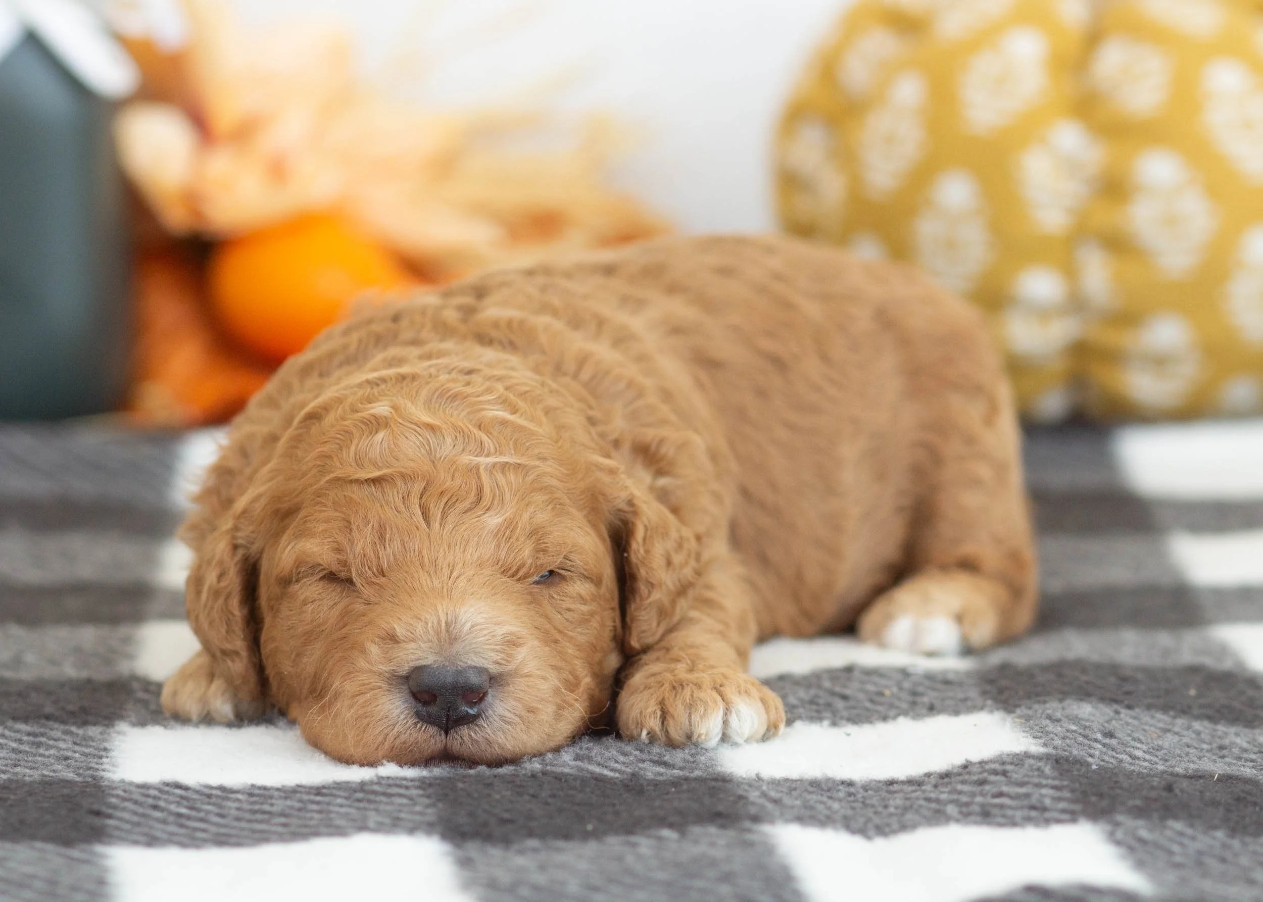 Lewis goldendoodle for sale(1).jpg