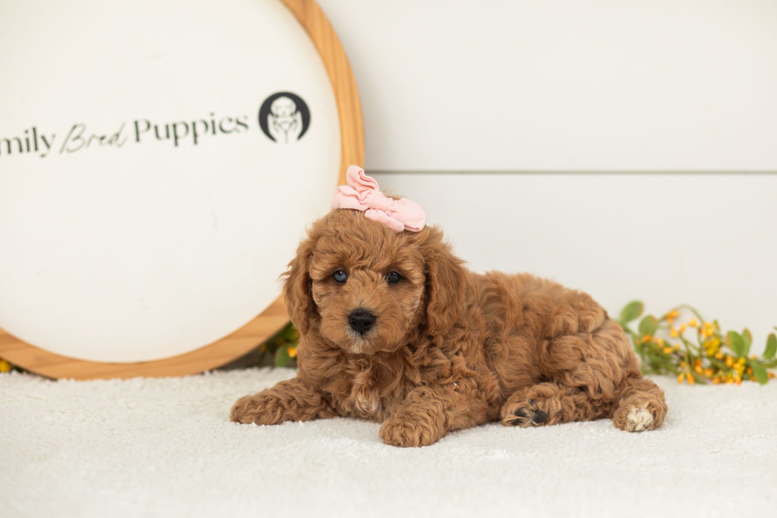 Liberty goldendoodle for sale.jpg