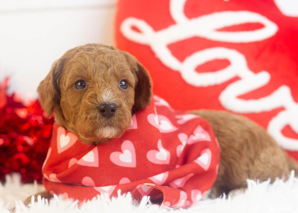 Ford goldendoodle for sale.jpg