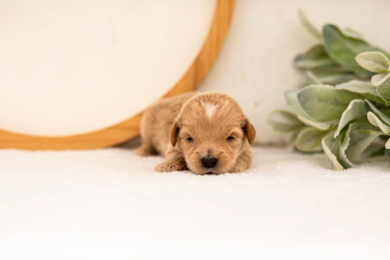 Ethan goldendoodle for sale.jpg