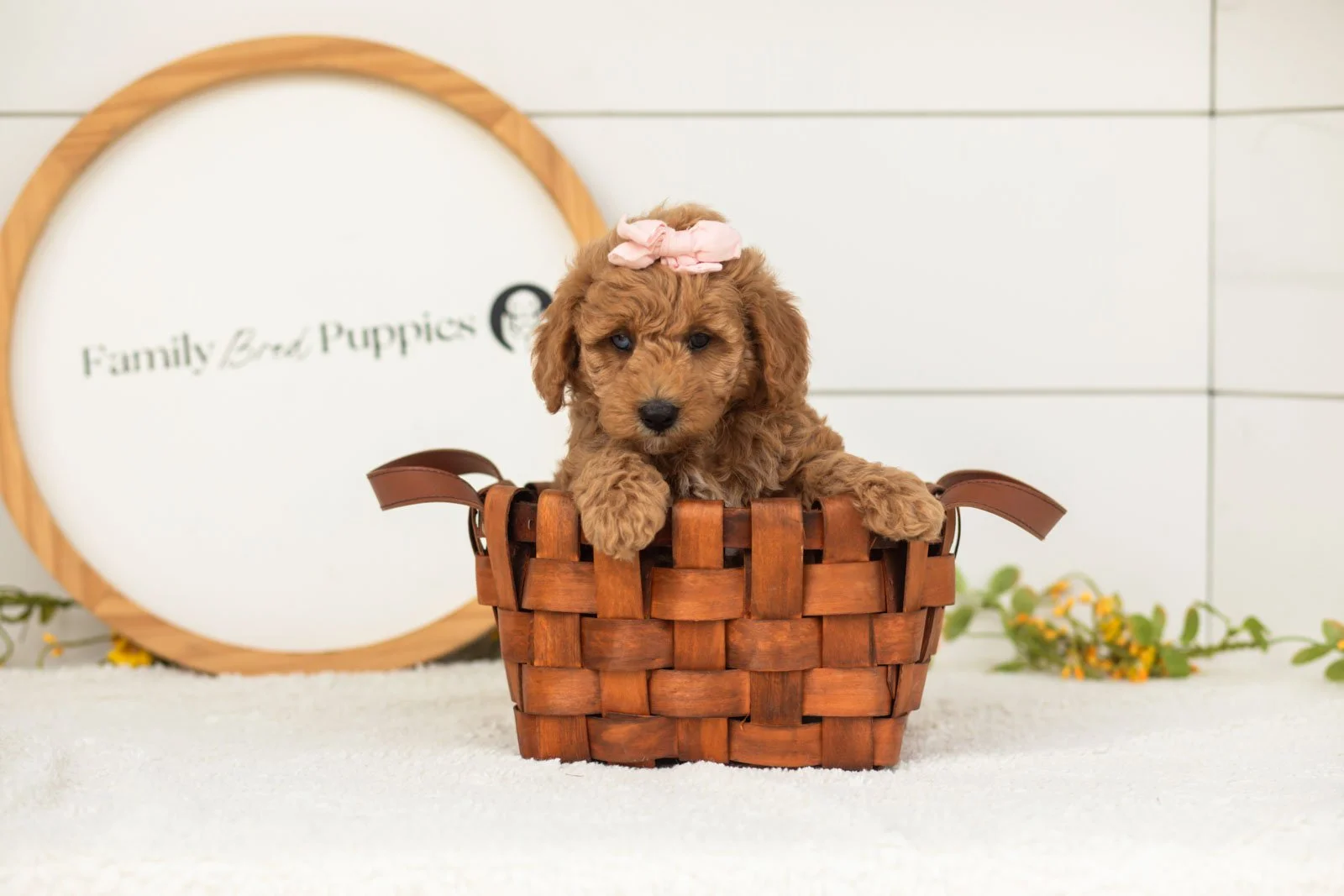 Liberty goldendoodle for sale(1).jpg