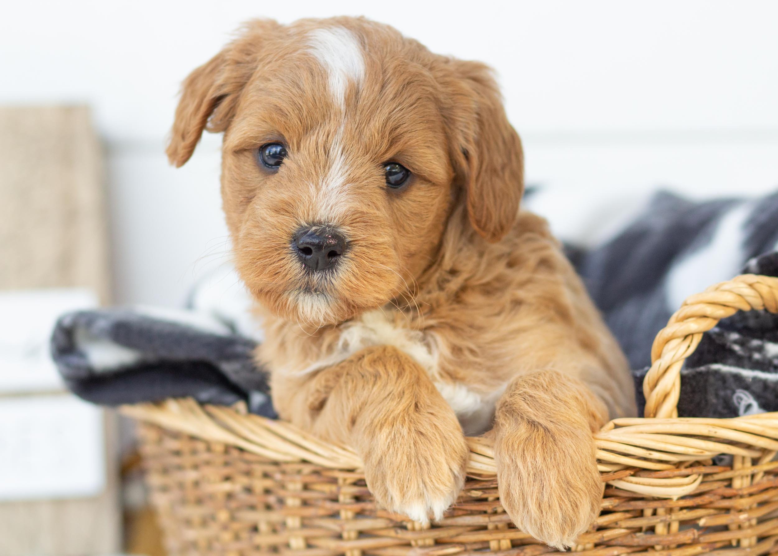 Strawberry goldendoodle for sale(3).jpg