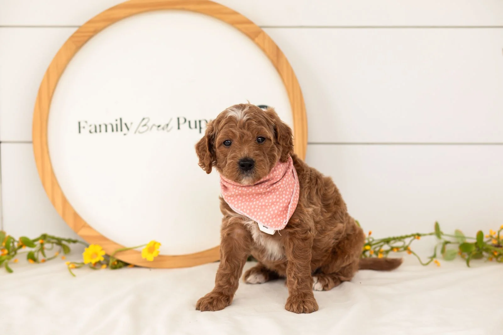 Char goldendoodle for sale.jpg