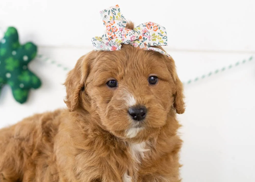 Chai goldendoodle for sale(3).jpg