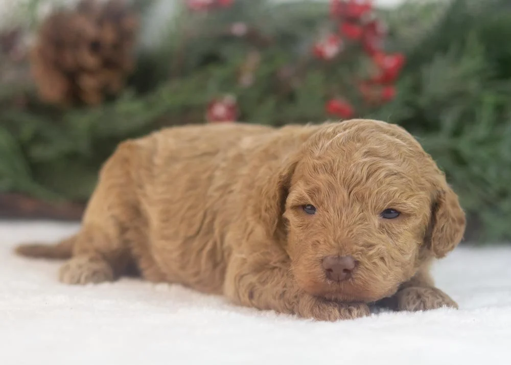 Texas goldendoodle for sale(3).jpg