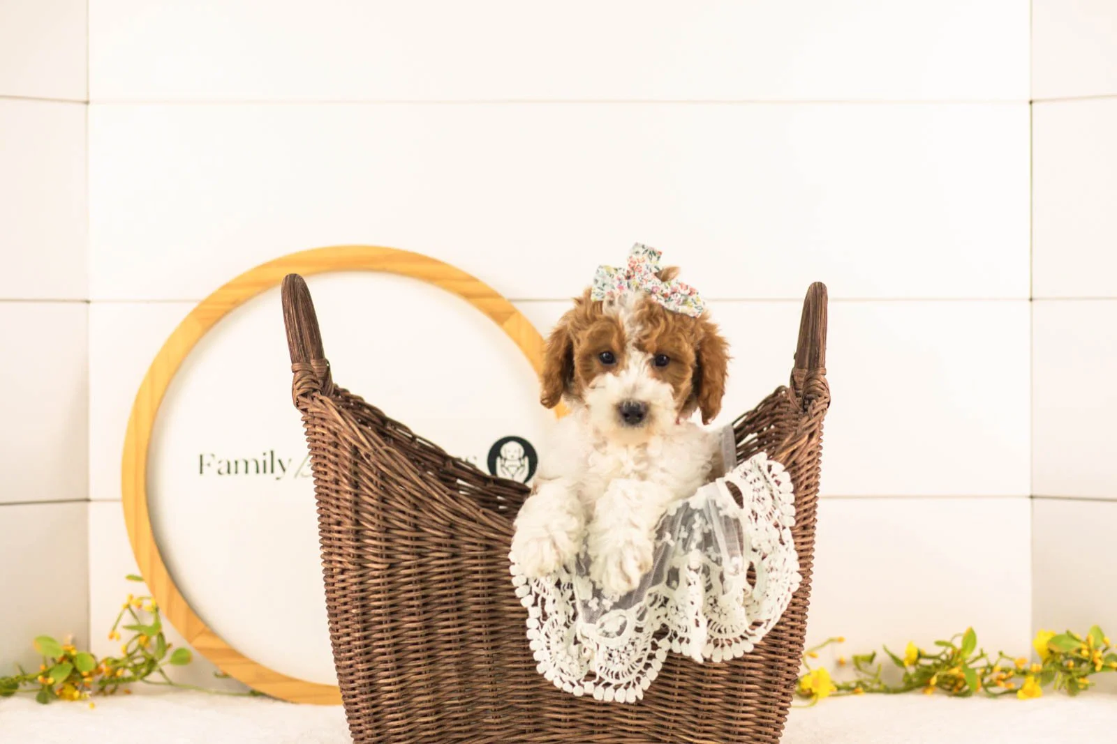Lucy goldendoodle for sale(4).jpg