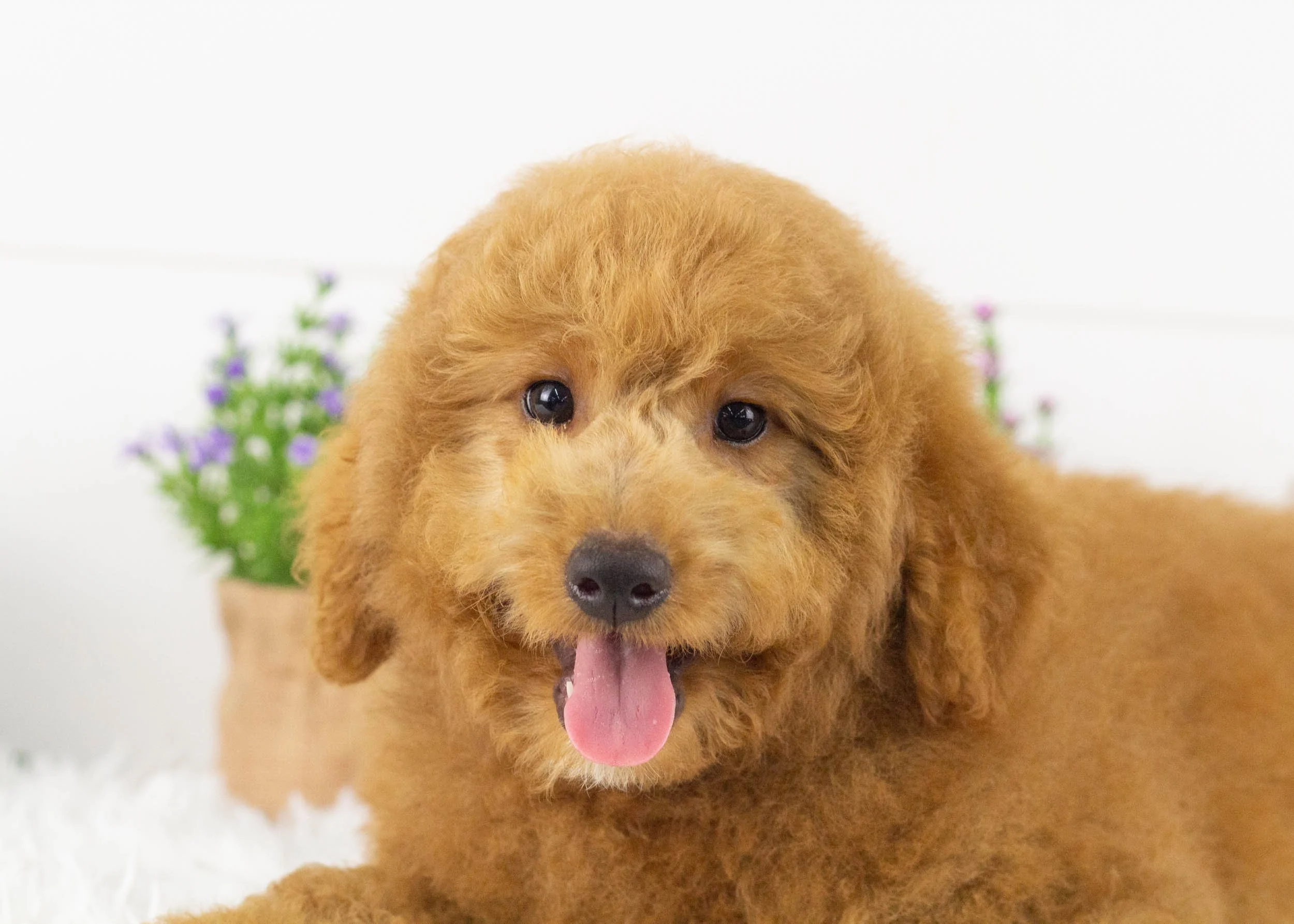 Finn Goldendoodle for sale(1).jpg
