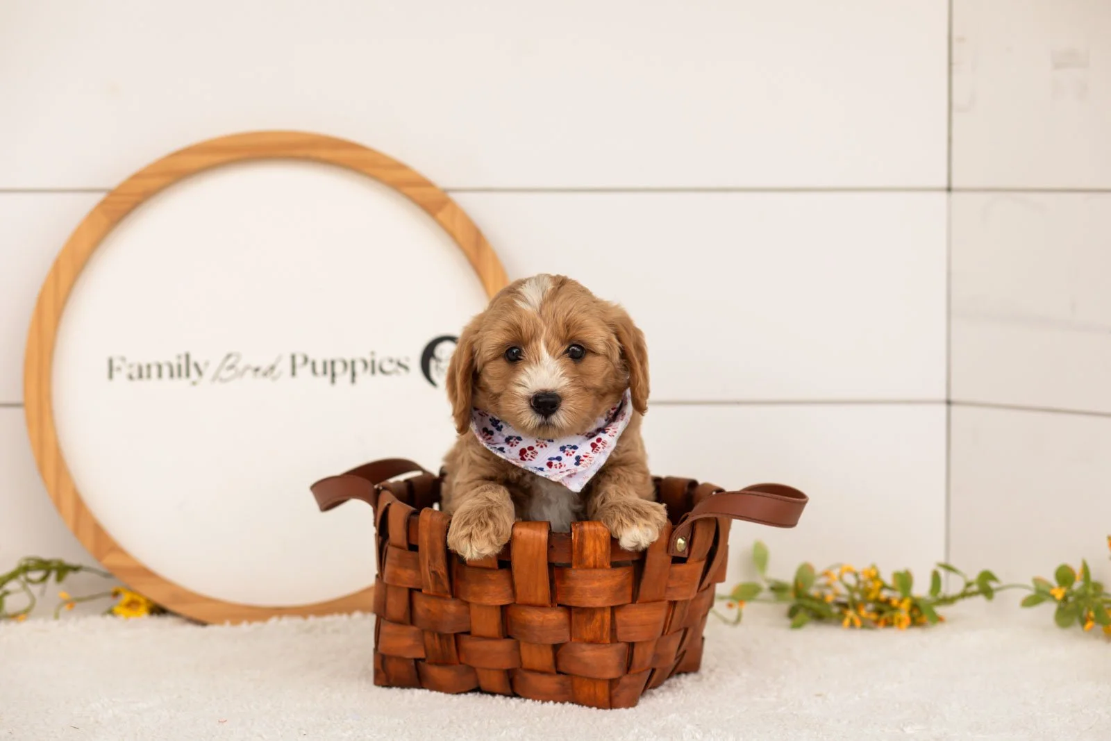Blaze goldendoodle for sale(4).jpg