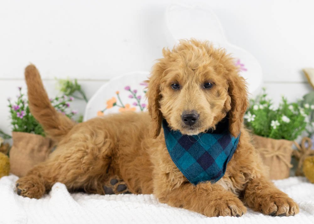 landry goldendoodle for sale.jpg