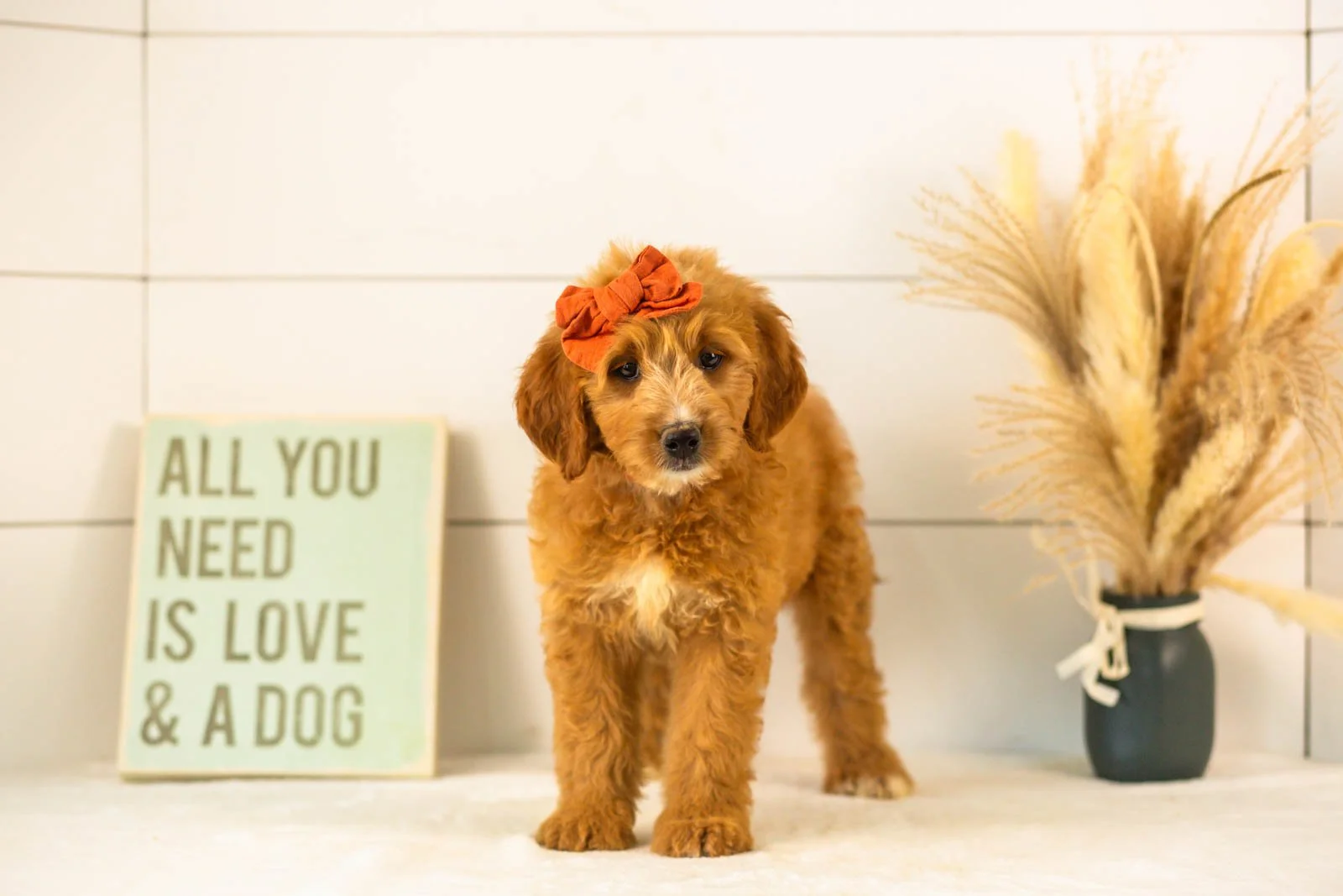 Holly goldendoodle for sale(2).jpg