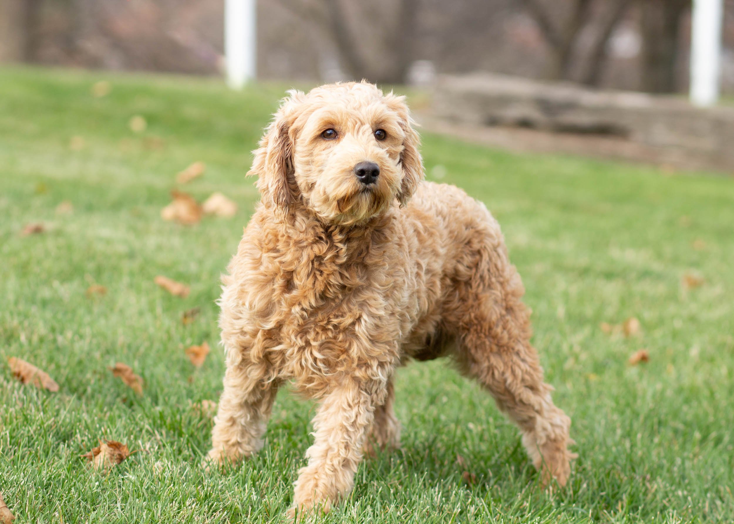 mom goldendoodle