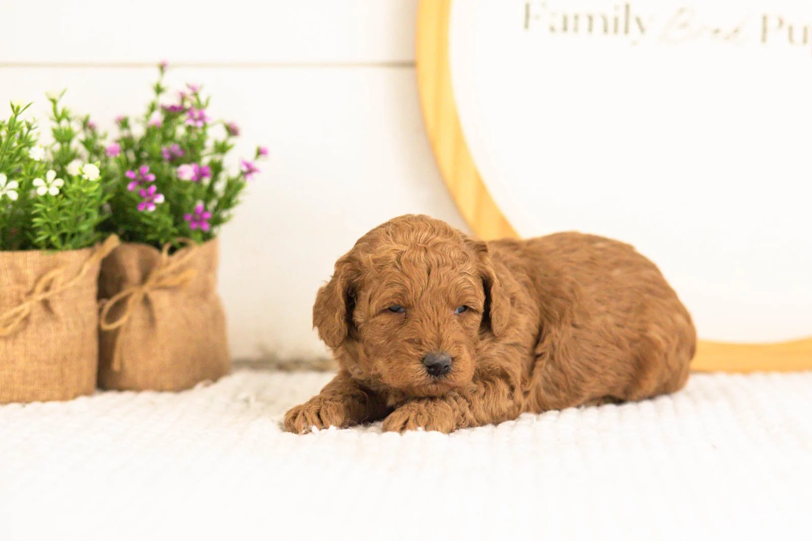 Jerry goldendoodle for sale(1).jpg