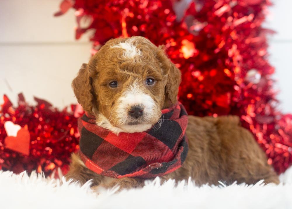 Riff goldendoodle for sale(3).jpg
