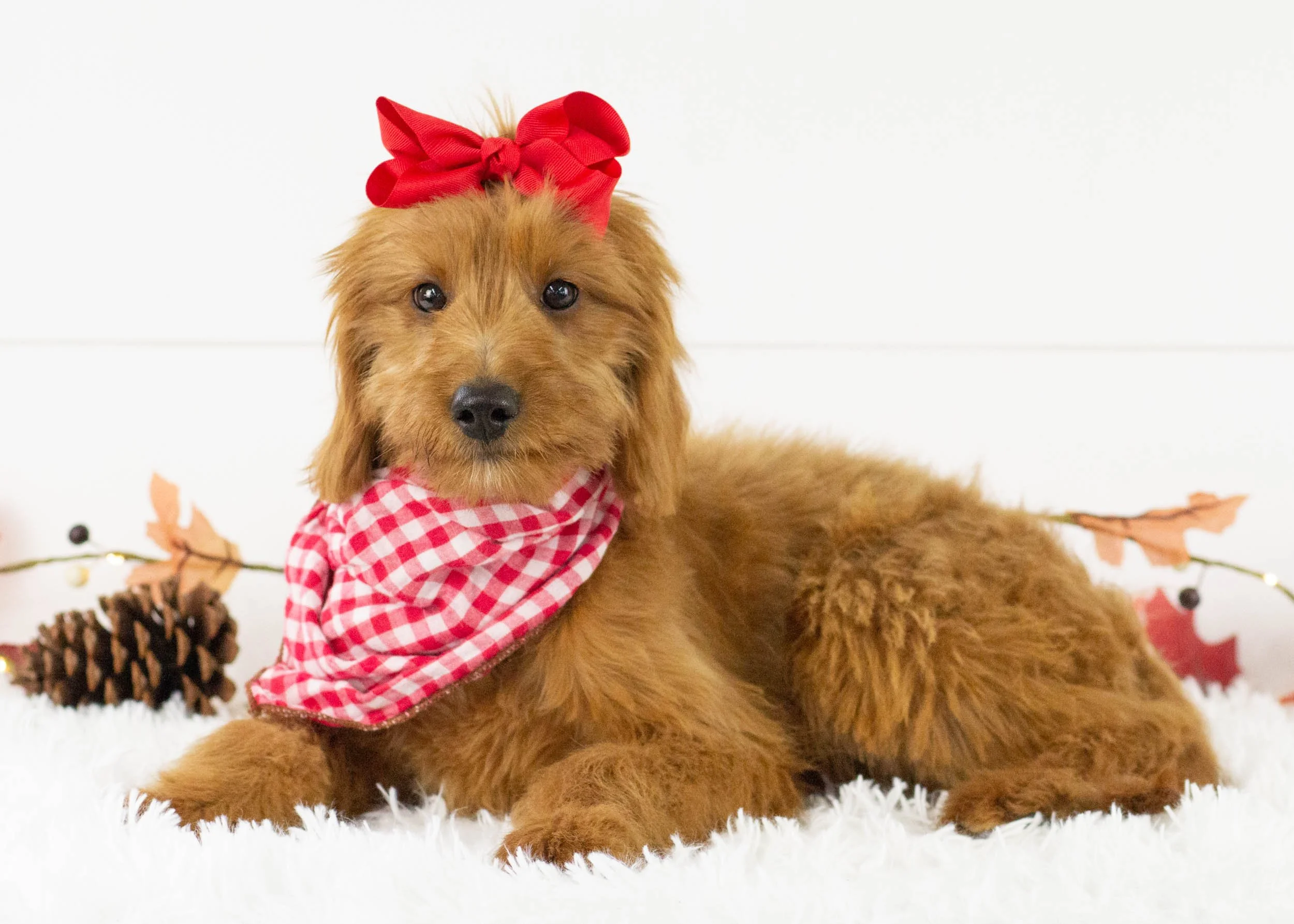 Daisy goldendoodle for sale(1).jpg