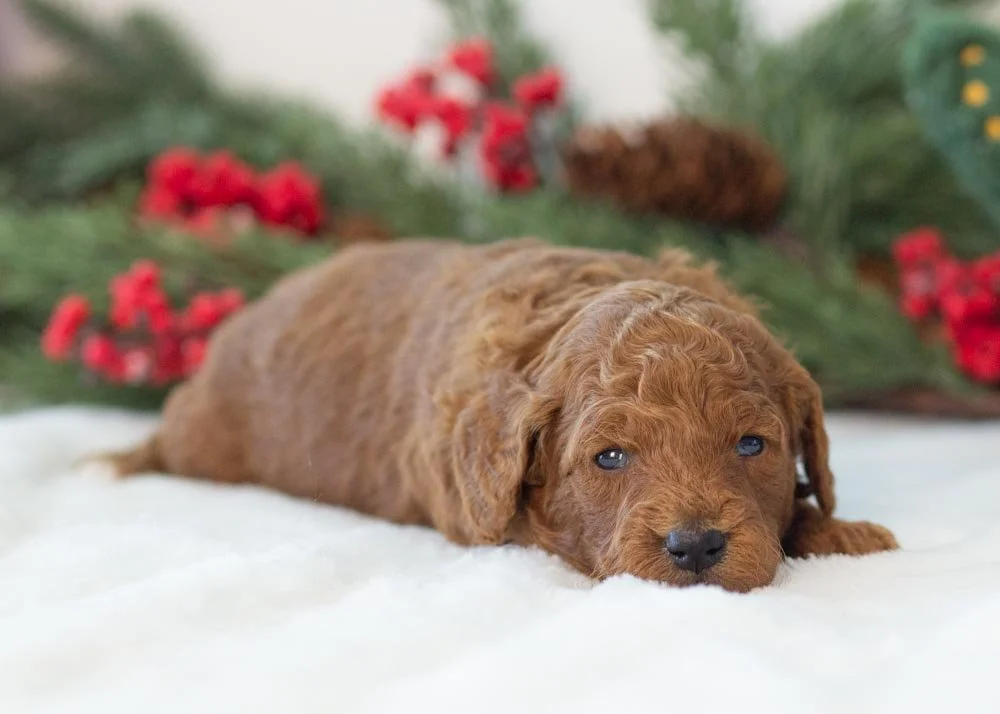 Grinch goldendoodle for sale(1).jpg