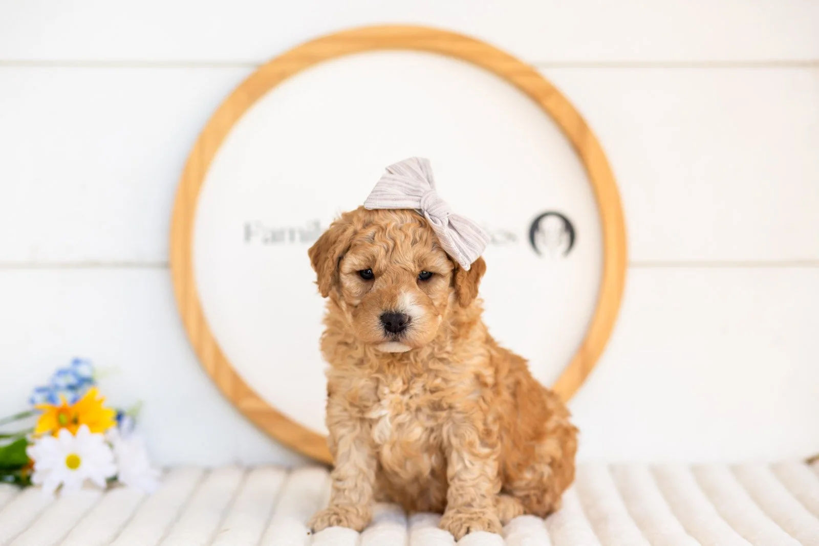 sybil goldendoodle for sale(3).jpg