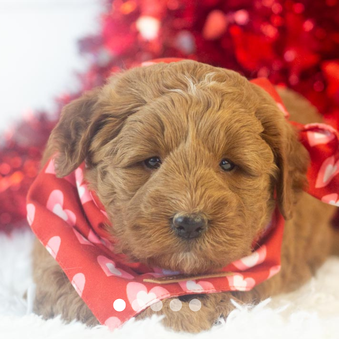 Copy of FBP Design.png