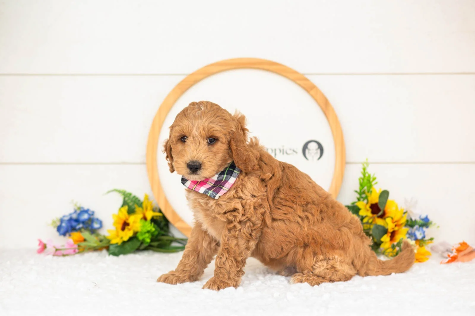 jim goldendoodle for sale(1).jpg