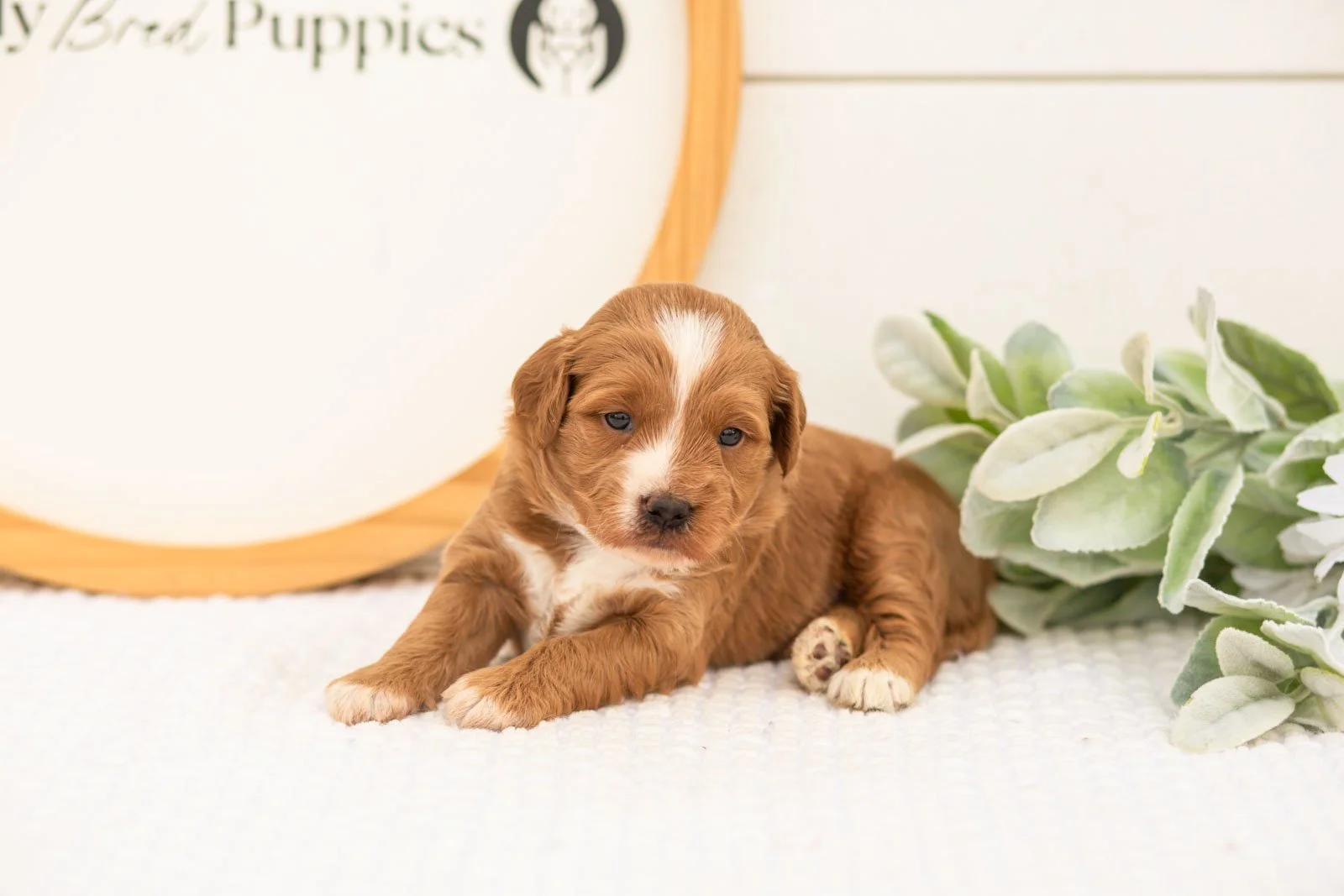Greg goldendoodle for sale(2).jpg