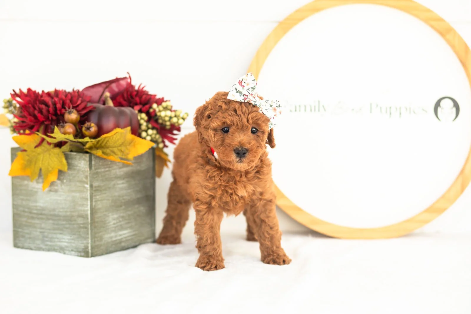 Lace goldendoodle for sale(4).jpg