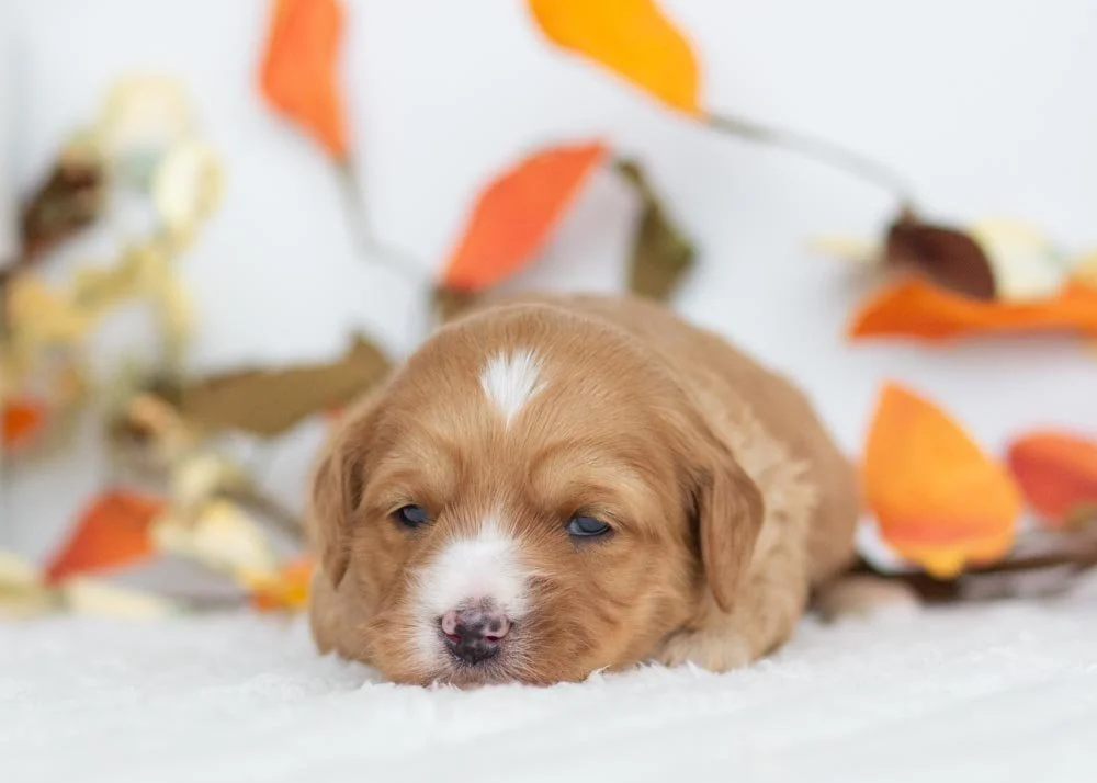 Jingle Goldendoodle for sale(2).jpg