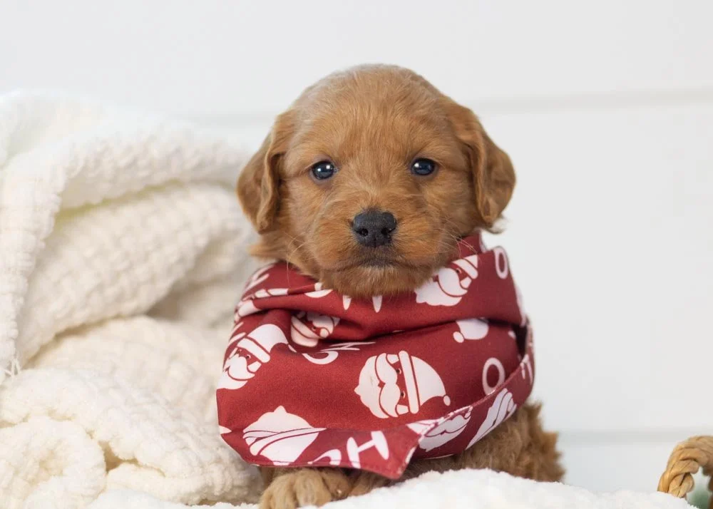 Chestnut goldendoodle for sale.jpg