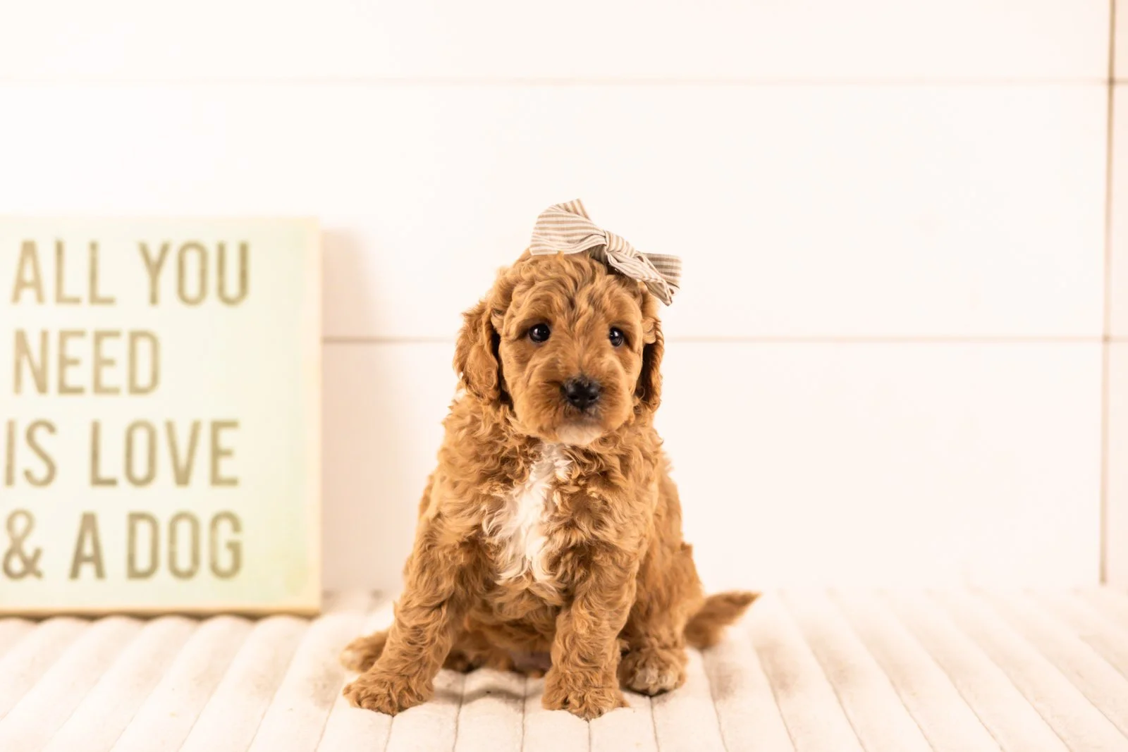 Ikia goldendoodle for sale(2).jpg