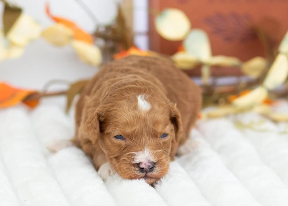 Walnut goldendoodle for sale(1).jpg