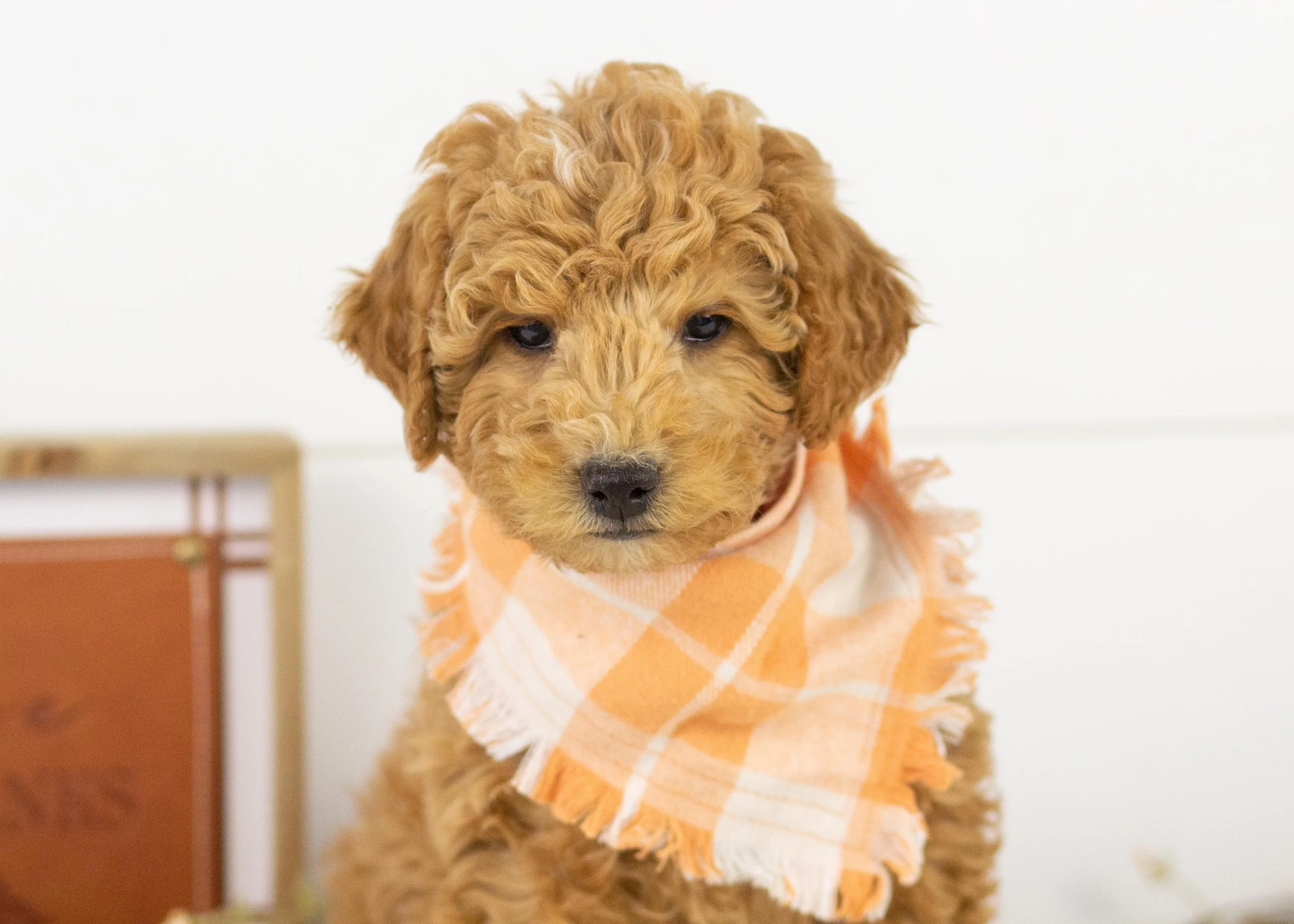 Camper goldendoodle for sale.jpg