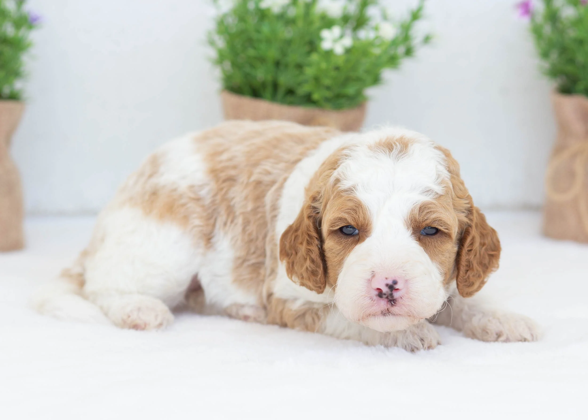 Caddie goldendoodle for sale(1).jpg