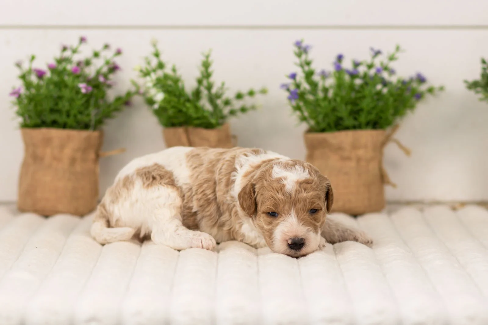 luca goldendoodle for sale.jpg