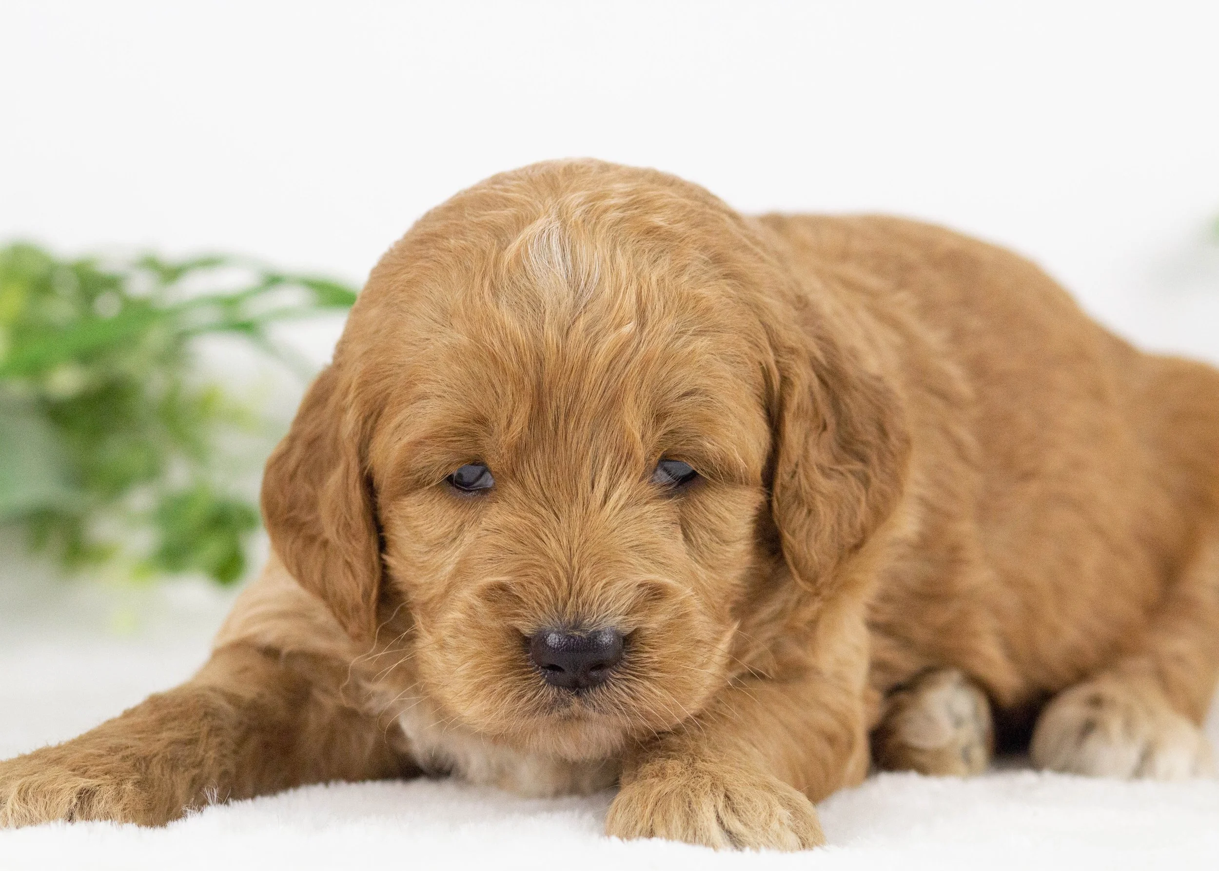 koala goldendoodle for sale(1).jpg