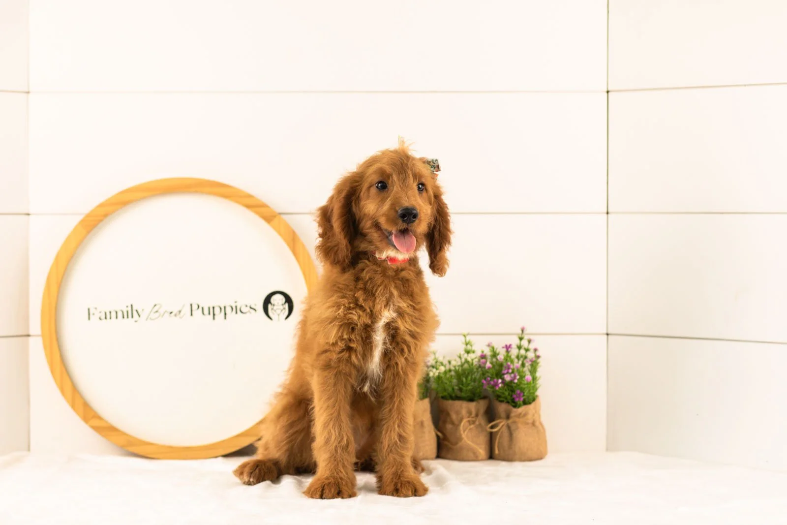 Eliza goldendoodle for sale.jpg