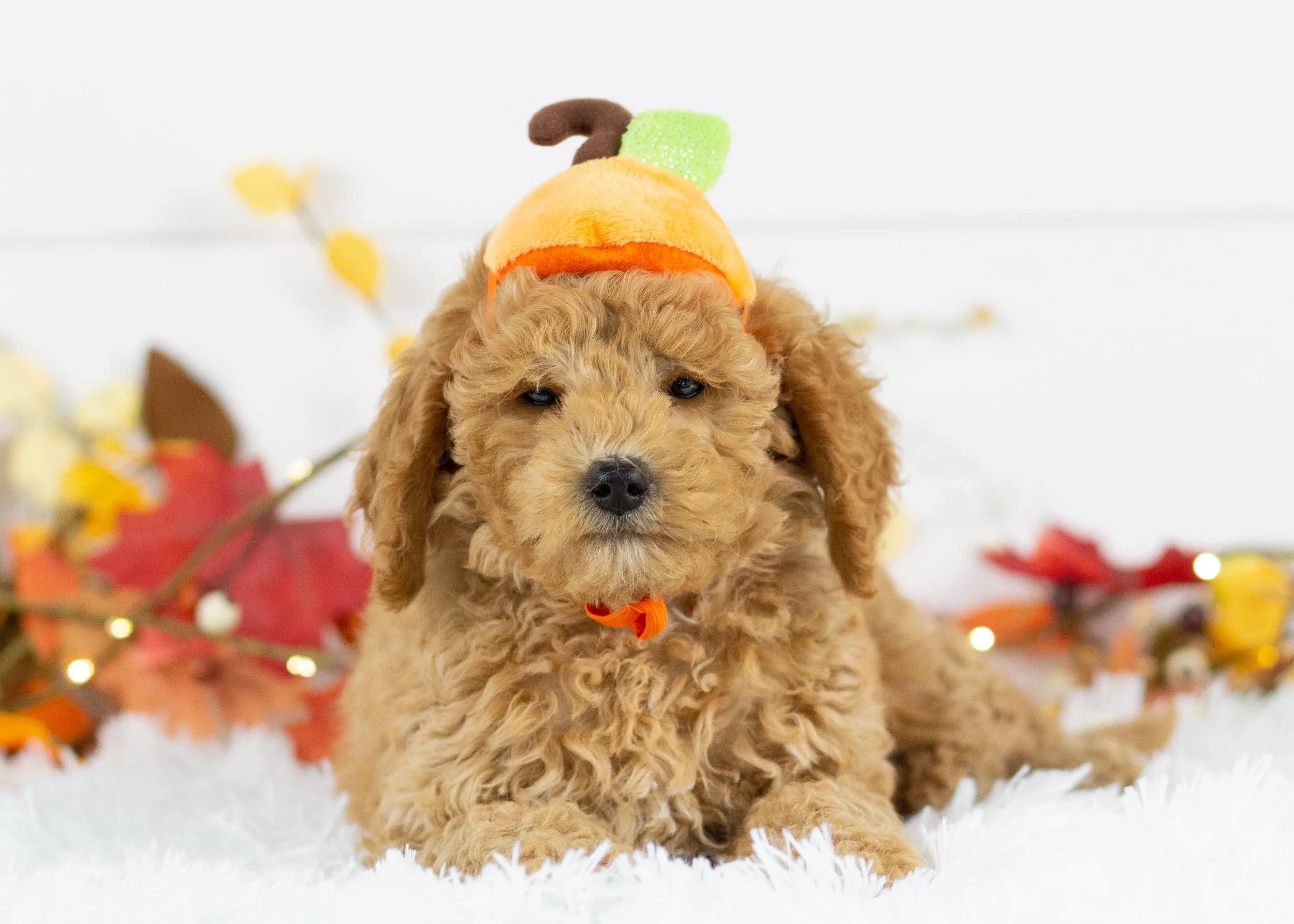 Bella goldendoodle for sale.jpg