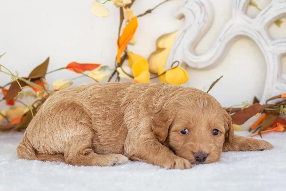 sweet potato goldendoodle for sale(3).jpg